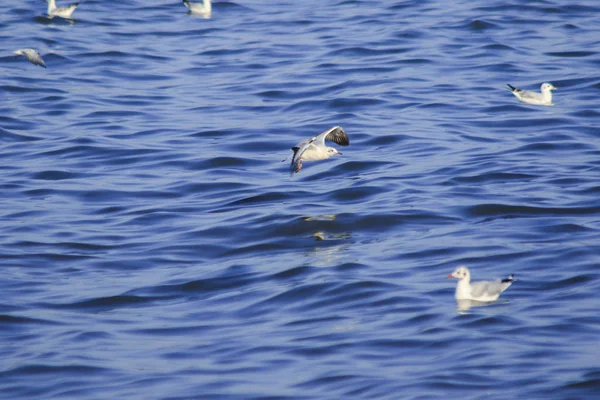 海に浮かぶカモメ 大きなグループで一緒に暮らす海岸沿いの湿地鳥です — ストック写真