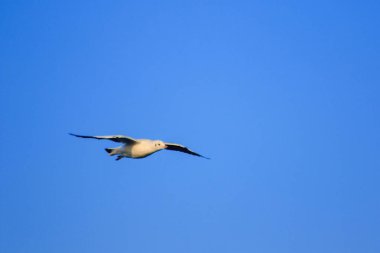 Gökyüzünde uçan martılar, birlikte yaşayan büyük bir grup sahil boyunca bataklık kuşudur.