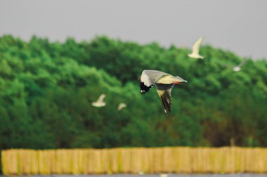 Gökyüzünde uçan martılar, birlikte yaşayan büyük bir grup sahil boyunca bataklık kuşudur.