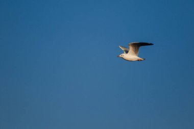 Gökyüzünde uçan martılar, birlikte yaşayan büyük bir grup sahil boyunca bataklık kuşudur.