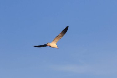 Gökyüzünde uçan martılar, birlikte yaşayan büyük bir grup sahil boyunca bataklık kuşudur.