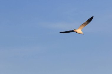 Gökyüzünde uçan martılar, birlikte yaşayan büyük bir grup sahil boyunca bataklık kuşudur.