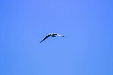 Gökyüzünde uçan martılar, birlikte yaşayan büyük bir grup sahil boyunca bataklık kuşudur.