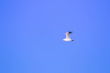 Gökyüzünde uçan martılar, birlikte yaşayan büyük bir grup sahil boyunca bataklık kuşudur.