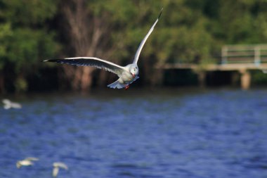 Gökyüzünde uçan martılar, kanatlarını güzelce açarak büyük bir sürü oluşturdular. Bir sulak arazi kuşu kıyı boyunca