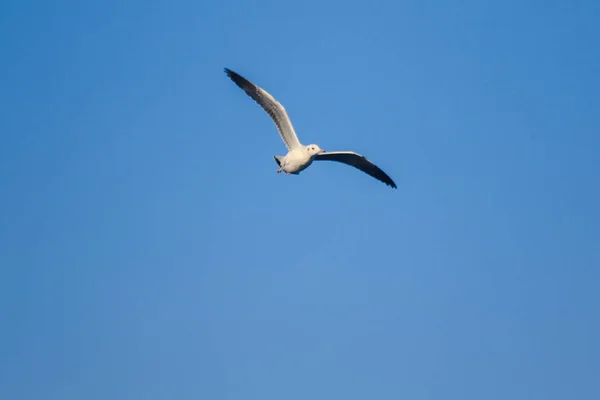 Fiskmåsar Flyger Skyn Bor Tillsammans Stor Grupp Våtmarksfågel Längs Kusten — Stockfoto