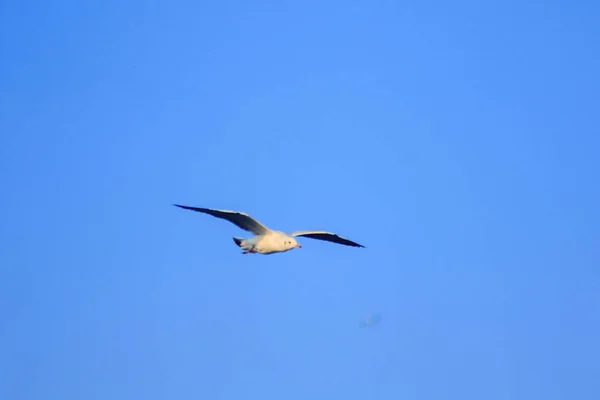 海鸥在空中飞翔 成群结队地生活在一起是沿海的一种湿地鸟类 — 图库照片