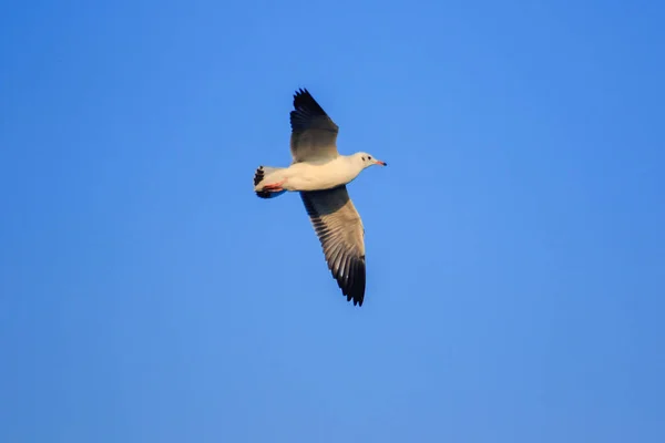 Gaivotas Voando Céu Vivendo Juntas Grande Grupo Pássaro Das Zonas — Fotografia de Stock