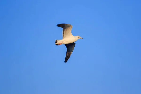 Gaivotas Voando Céu Vivendo Juntas Grande Grupo Pássaro Das Zonas — Fotografia de Stock