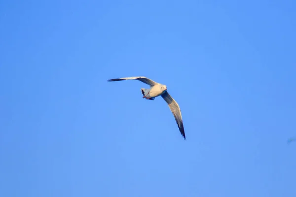 Las Gaviotas Volando Cielo Viviendo Juntas Gran Grupo Ave Humedales —  Fotos de Stock