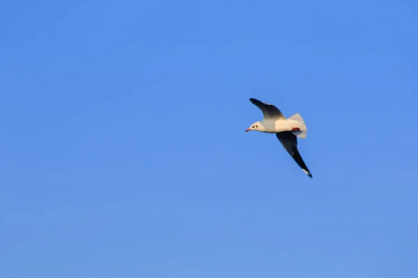 Seagulls Flying Sky Living Together Large Group Wetlands Bird Coast — Stock Photo, Image
