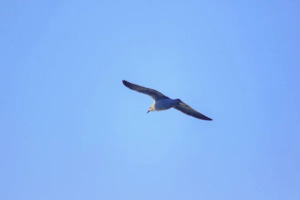 Las Gaviotas Volando Cielo Viviendo Juntas Gran Grupo Ave Humedales — Foto de Stock