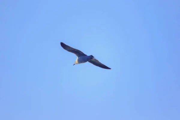 Gaivotas Voando Céu Vivendo Juntas Grande Grupo Pássaro Das Zonas — Fotografia de Stock