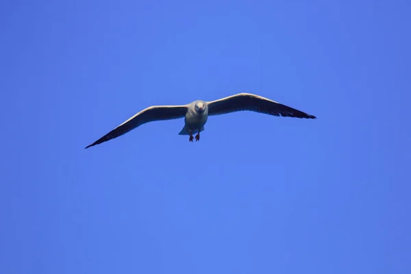 Gaivotas Voando Céu Vivendo Juntas Grande Grupo Pássaro Das Zonas — Fotografia de Stock