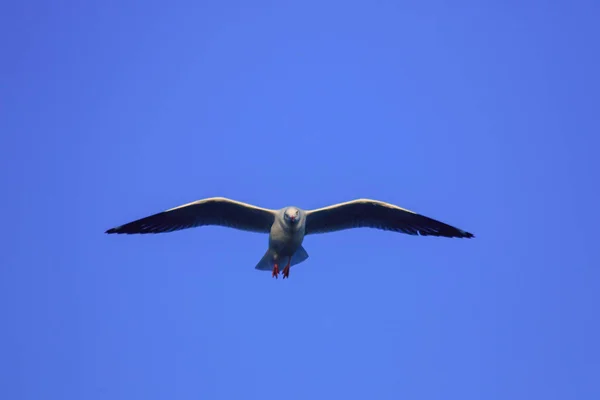 Gaivotas Voando Céu Vivendo Juntas Grande Grupo Pássaro Das Zonas — Fotografia de Stock