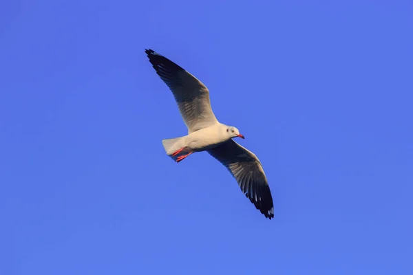 Gaivotas Voando Céu Vivendo Juntas Grande Grupo Pássaro Das Zonas — Fotografia de Stock