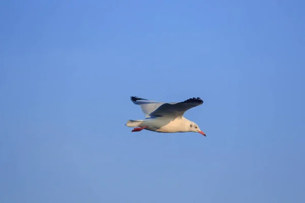 Gaivotas Voando Céu Vivendo Juntas Grande Grupo Pássaro Das Zonas — Fotografia de Stock