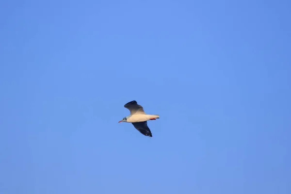 Gaivotas Voando Céu Vivendo Juntas Grande Grupo Pássaro Das Zonas — Fotografia de Stock