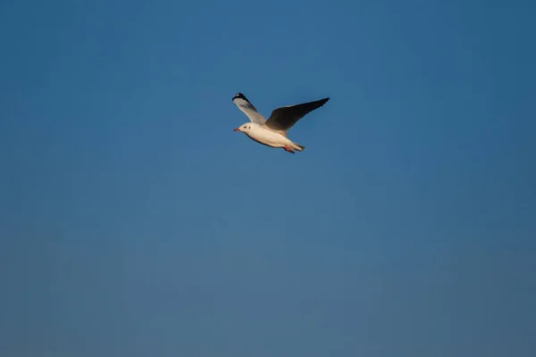 Las Gaviotas Volando Cielo Viviendo Juntas Gran Grupo Ave Humedales —  Fotos de Stock