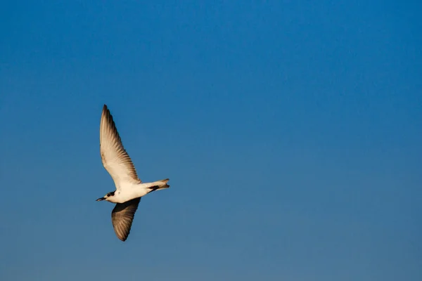 Fiskmåsar Flyger Skyn Bor Tillsammans Stor Grupp Våtmarksfågel Längs Kusten — Stockfoto