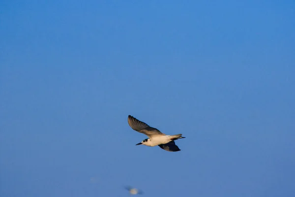 Seagulls Flying Sky Living Together Large Group Wetlands Bird Coast — Stock Photo, Image