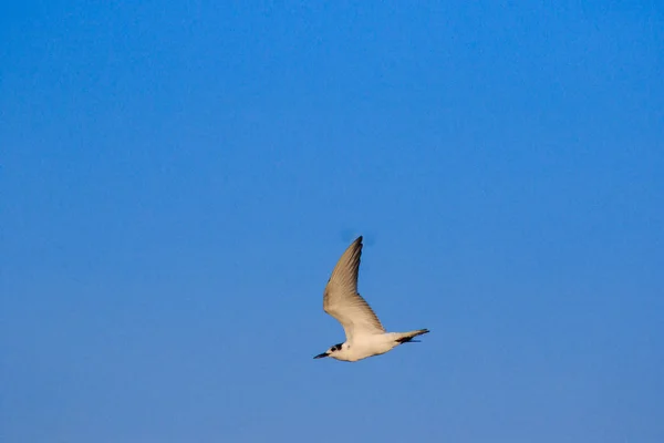 Чайки Летающие Небе Живущие Большой Группе Водно Болотная Птица Вдоль — стоковое фото
