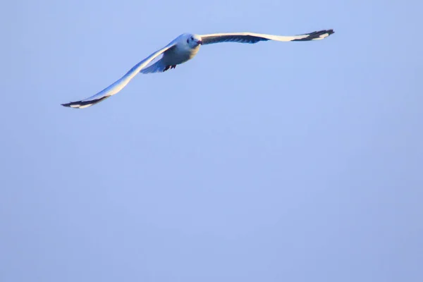 空を飛ぶカモメ 大きなグループで一緒に暮らす海岸沿いの湿地鳥です — ストック写真