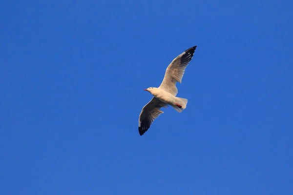 Fiskmåsar Flyger Skyn Bor Tillsammans Stor Grupp Våtmarksfågel Längs Kusten — Stockfoto