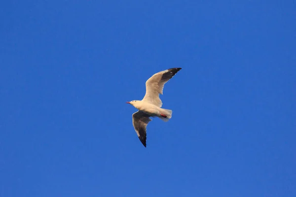 Fiskmåsar Flyger Skyn Bor Tillsammans Stor Grupp Våtmarksfågel Längs Kusten — Stockfoto