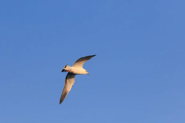 Las Gaviotas Volando Cielo Viviendo Juntas Gran Grupo Ave Humedales —  Fotos de Stock