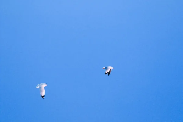 Las Gaviotas Volando Cielo Viviendo Juntas Gran Grupo Ave Humedales — Foto de Stock