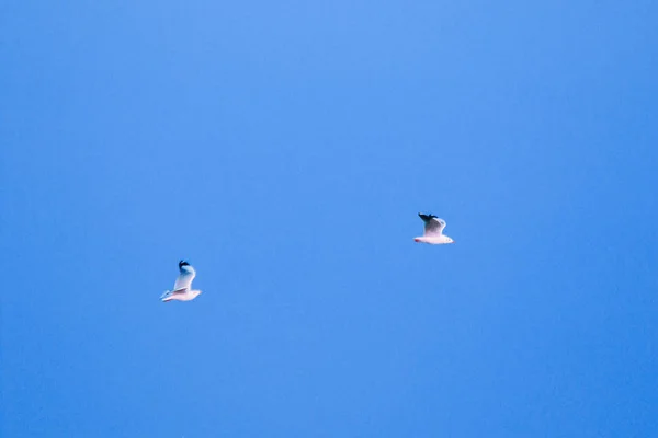 海鸥在空中飞翔 成群结队地生活在一起是沿海的一种湿地鸟类 — 图库照片