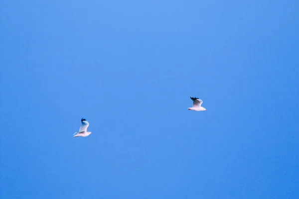 Gaivotas Voando Céu Vivendo Juntas Grande Grupo Pássaro Das Zonas — Fotografia de Stock