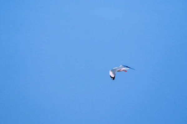 Las Gaviotas Volando Cielo Viviendo Juntas Gran Grupo Ave Humedales — Foto de Stock