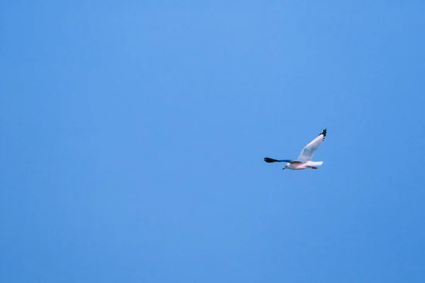 空を飛ぶカモメ 大きなグループで一緒に暮らす海岸沿いの湿地鳥です — ストック写真