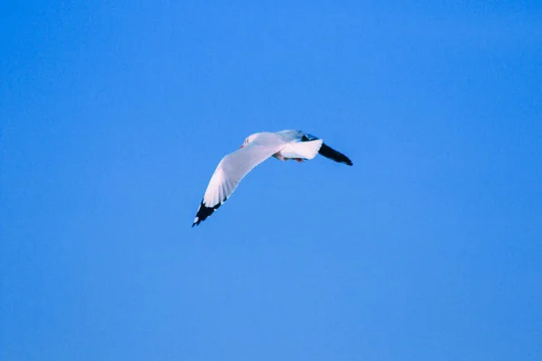 Las Gaviotas Volando Cielo Viviendo Juntas Gran Grupo Ave Humedales — Foto de Stock