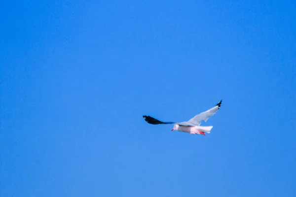 Burung Camar Terbang Langit Hidup Bersama Dalam Kelompok Besar Adalah — Stok Foto