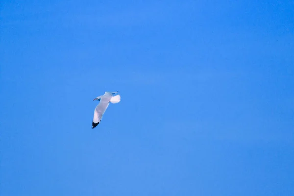 空を飛ぶカモメ 大きなグループで一緒に暮らす海岸沿いの湿地鳥です — ストック写真