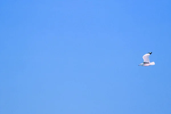 Fiskmåsar Flyger Skyn Bor Tillsammans Stor Grupp Våtmarksfågel Längs Kusten — Stockfoto