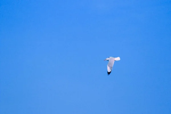 Seagulls Flying Sky Living Together Large Group Wetlands Bird Coast — Stock Photo, Image