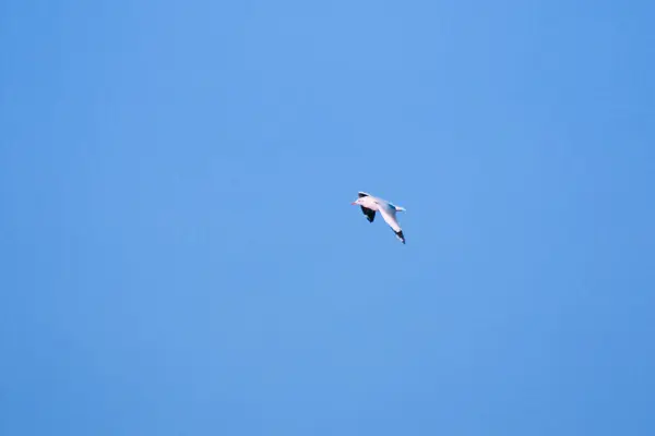 Burung Camar Terbang Langit Hidup Bersama Dalam Kelompok Besar Adalah — Stok Foto