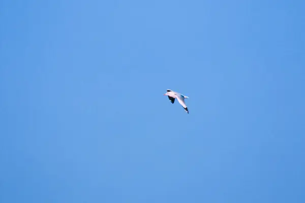 Seagulls Flying Sky Living Together Large Group Wetlands Bird Coast — Stock Photo, Image