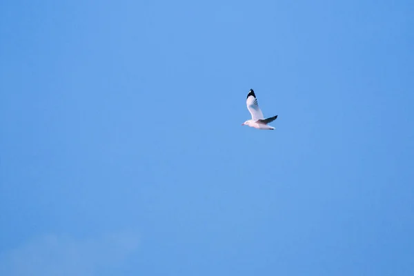 Las Gaviotas Volando Cielo Viviendo Juntas Gran Grupo Ave Humedales — Foto de Stock