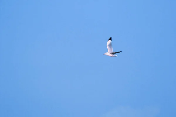 Gaivotas Voando Céu Vivendo Juntas Grande Grupo Pássaro Das Zonas — Fotografia de Stock