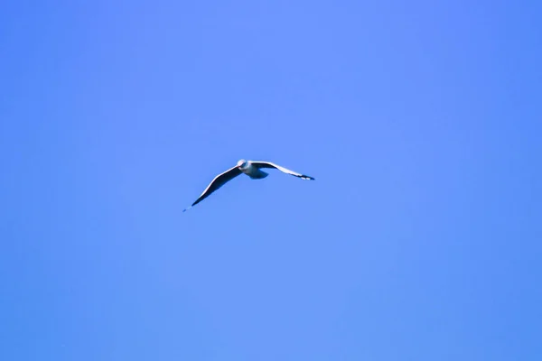 Seagulls Flying Sky Living Together Large Group Wetlands Bird Coast — Stock Photo, Image