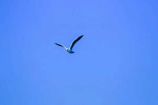 海鸥在空中飞翔 成群结队地生活在一起是沿海的一种湿地鸟类 — 图库照片