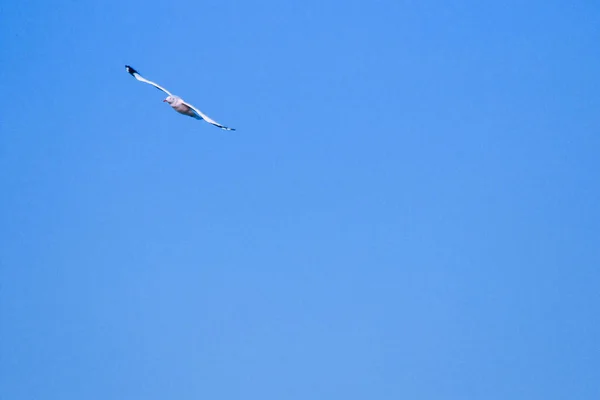 Mewy Latające Niebie Żyjące Razem Dużej Grupie Ptak Podmokły Wzdłuż — Zdjęcie stockowe