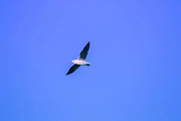 Las Gaviotas Volando Cielo Viviendo Juntas Gran Grupo Ave Humedales —  Fotos de Stock