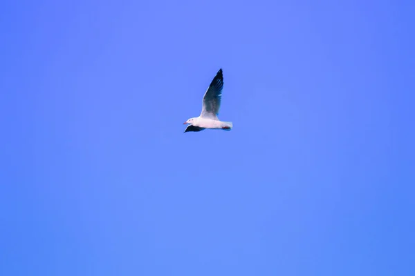 Las Gaviotas Volando Cielo Viviendo Juntas Gran Grupo Ave Humedales — Foto de Stock