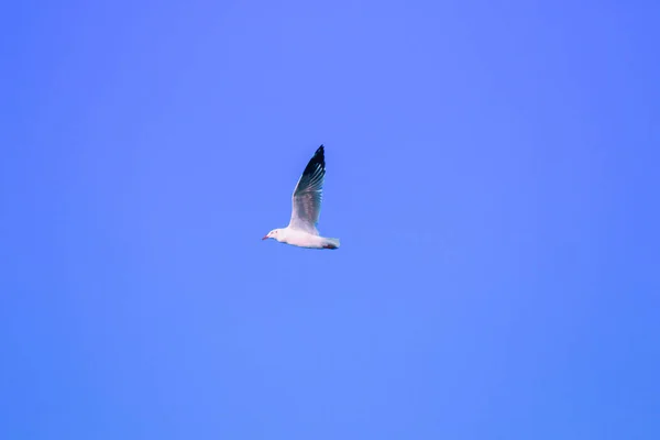 Las Gaviotas Volando Cielo Viviendo Juntas Gran Grupo Ave Humedales —  Fotos de Stock